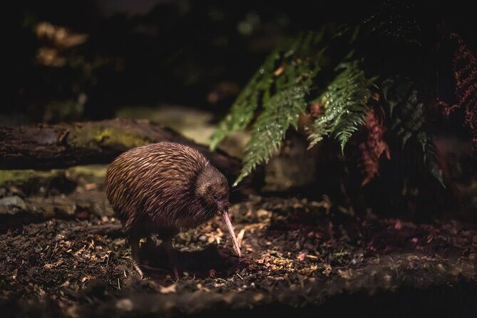 Kiwi Park Queenstown Admission - Key things to know before you go