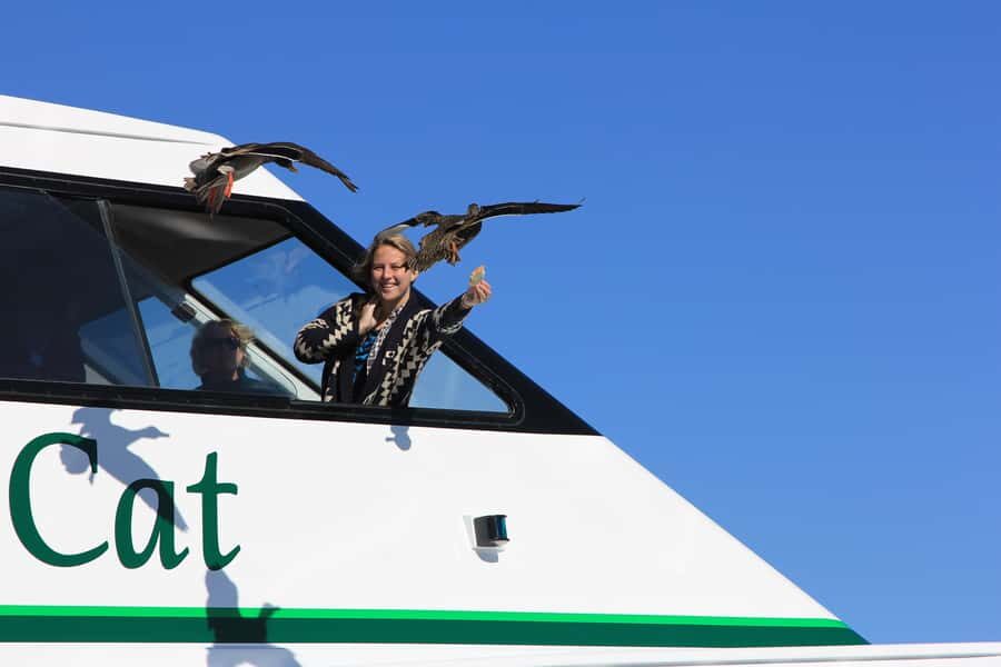 Lake Taupo: 1.5-Hour Maori Rock Carvings 5:00 PM Cruise - Weather reality: what happens if the carvings aren’t viewable