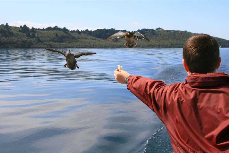 Lake Taupo: 1.5-Hour Māori Rock Carvings Cruise - A 90-minute cruise that makes Lake Taupo feel instantly personal
