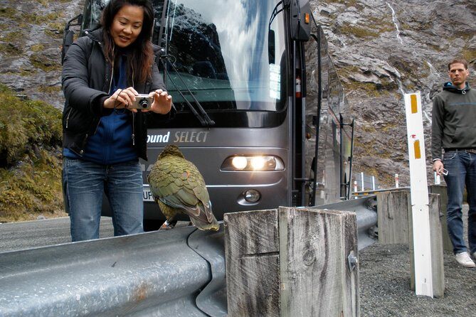 Luxury Milford Sound Coach and Scenic Cruise - Lake Wakatipu and Lake Te Anau: Two Different Kinds of Calm