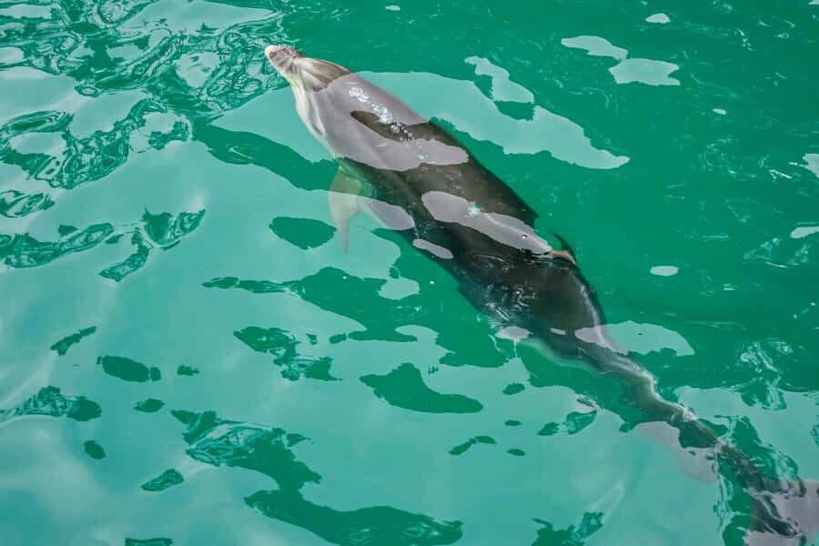 Marlborough Sounds and Ship Cove Cruise from Picton - From Picton at 9:00am: how the timing works