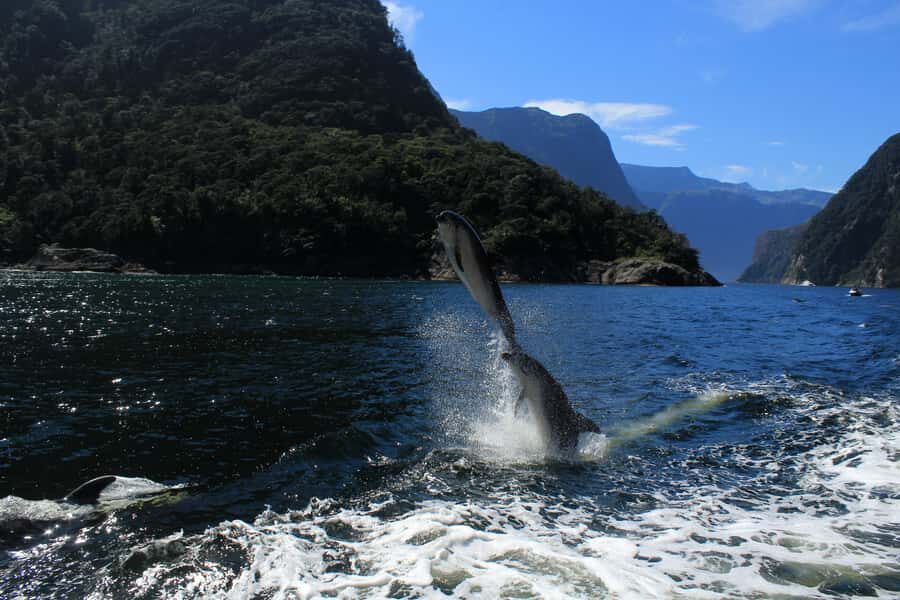 Milford Sound: Boutique Small-Boat Cruise - Seal colonies, waterfall mist, and getting close to Fairy Falls