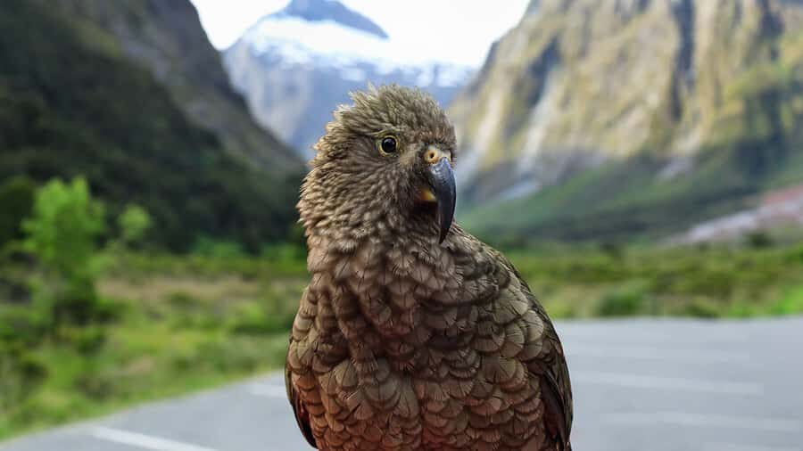 Milford Sound: Boutique Small-Boat Cruise - Guides on board: stories, jokes, and help with photos