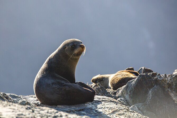 Milford Sound Cruise - RealNZ - Price and Value: Is $96.19 a Good Deal?