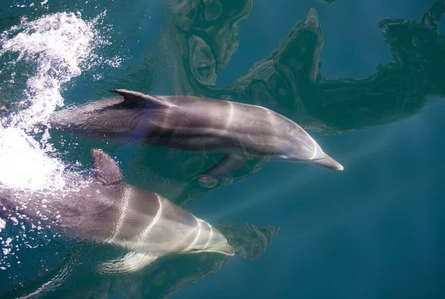 Milford Sound: Nature Cruise - Grand Views & Optional Lunch - Choosing your spot: top deck thrill vs indoor comfort