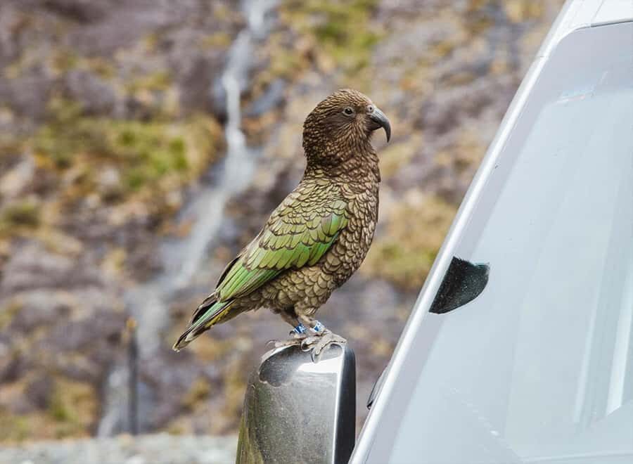 Milford Sound: Small-Group Tour from Te Anau - The guides: why the commentary quality is a big deal here