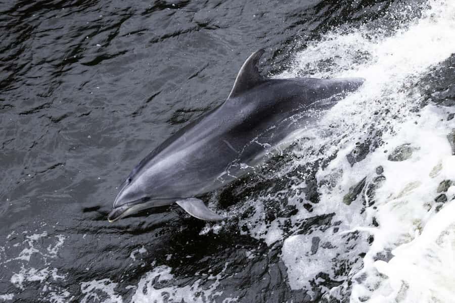 Milford Sound: Wildlife & Nature Cruises - Deck strategy: how to get the best views (and hear the guide)