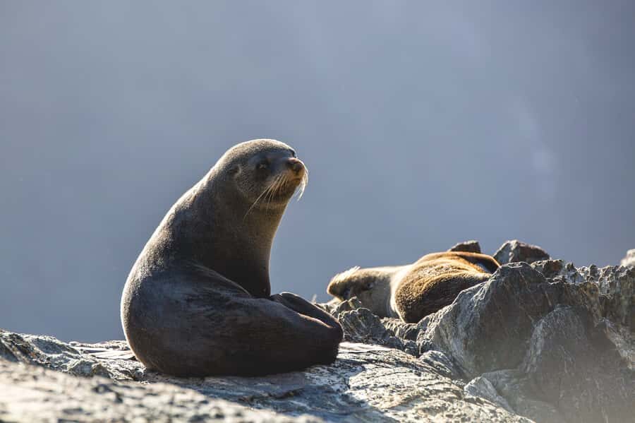 Milford Sound: Wildlife & Nature Cruises - Food, drinks, and what to budget for on the cruise
