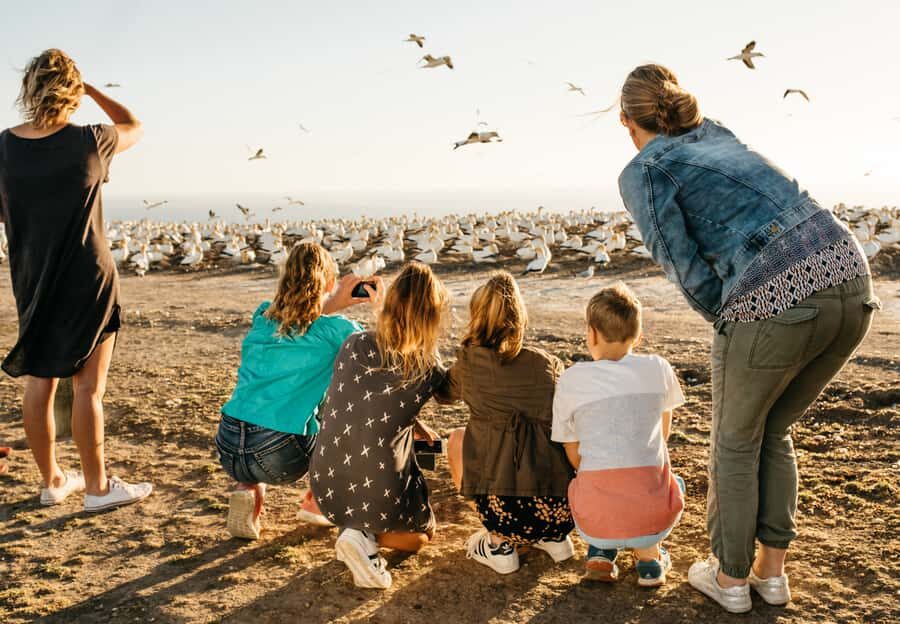Napier: Cape Kidnappers Gannet, Nature & Sightseeing Tour - Key highlights to look for
