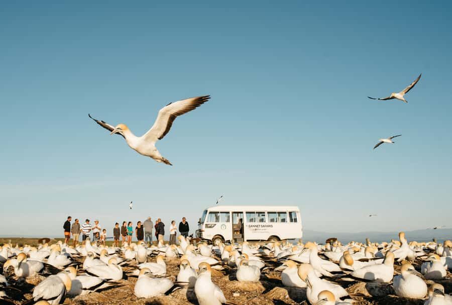 Napier: Cape Kidnappers Gannet, Nature & Sightseeing Tour - Cape Kidnappers: Why this gannet colony feels so special