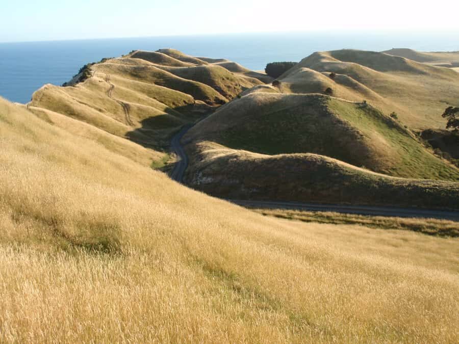 Napier: Cape Kidnappers Gannet, Nature & Sightseeing Tour - Your front-row gannet moment: what you’ll see up close