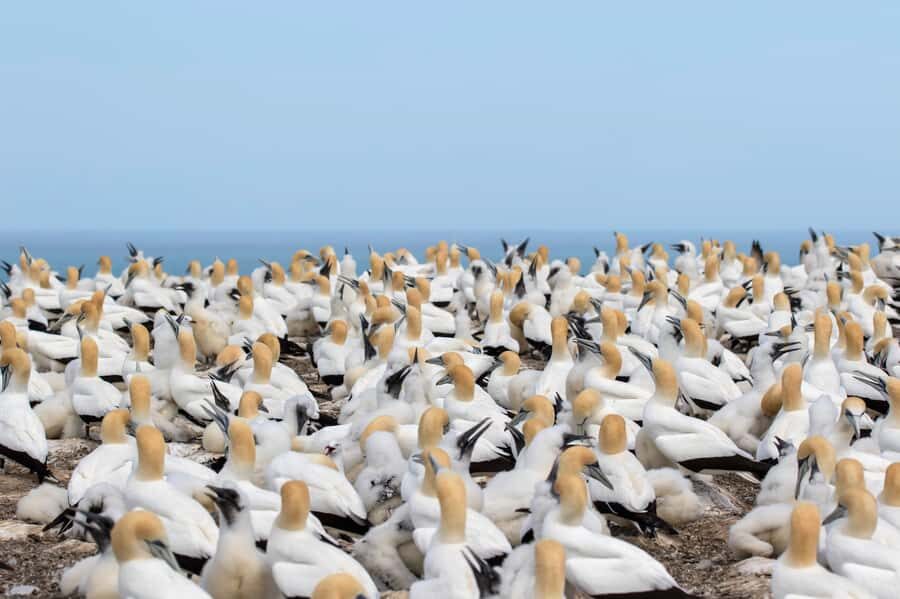 Napier: Cape Kidnappers Gannet, Nature & Sightseeing Tour - Predator-proof reserve and native forest stops: why conservation is part of the show