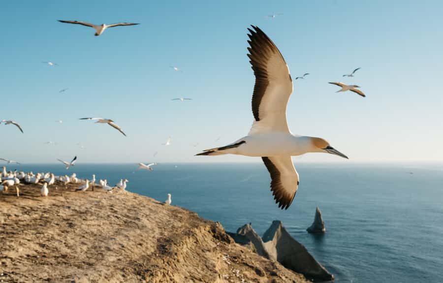 Napier: Cape Kidnappers Gannet, Nature & Sightseeing Tour - The 3-hour plan: what actually happens (and how little you walk)