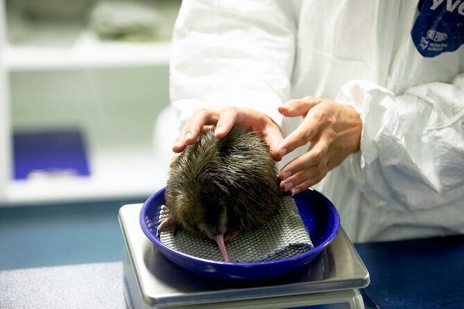 National Kiwi Hatchery - Kiwi Encounter Guided Tour - Key highlights you’ll actually care about