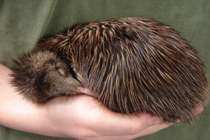 National Kiwi Hatchery - Kiwi Encounter Guided Tour - Interactive kiwi burrow: the life cycle story from egg to adult