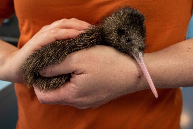 National Kiwi Hatchery - Kiwi Encounter Guided Tour - The Nocturnal House: seeing kiwi roam and forage in the dark
