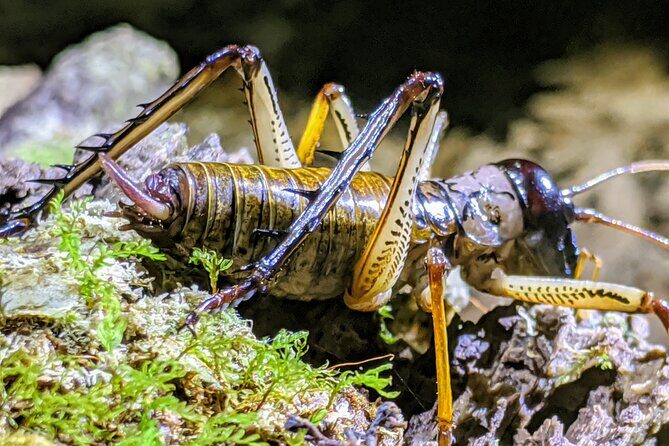 Nocturnal adventure Glow-worm tour - Key Things That Make This Glow-worm Tour Worth Your Evening