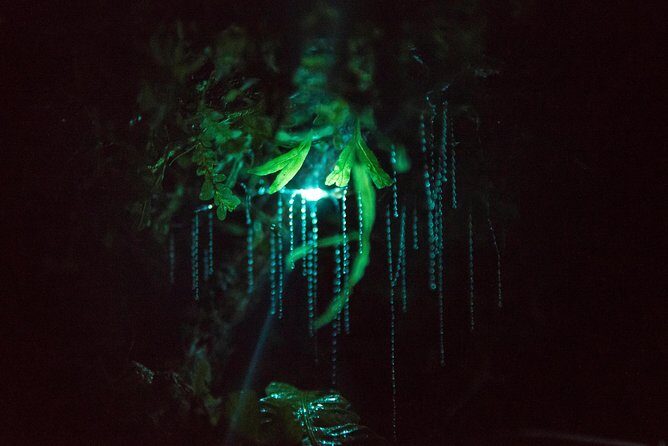 Nocturnal adventure Glow-worm tour - Price and Value: Is $77.57 a Good Deal in Rotorua?