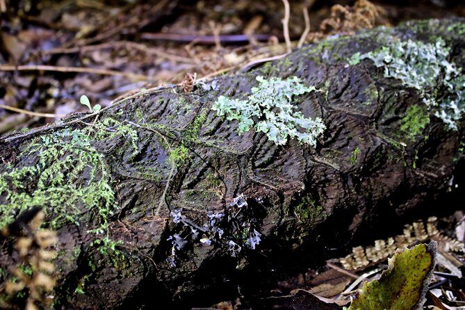 Nocturnal adventure Glow-worm tour - Flashlights, Red Light, and Why Lighting Matters Here