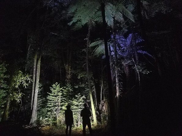 Nocturnal adventure Glow-worm tour - Wildlife Chances: Wallabies, Possums, and Other Night Actors