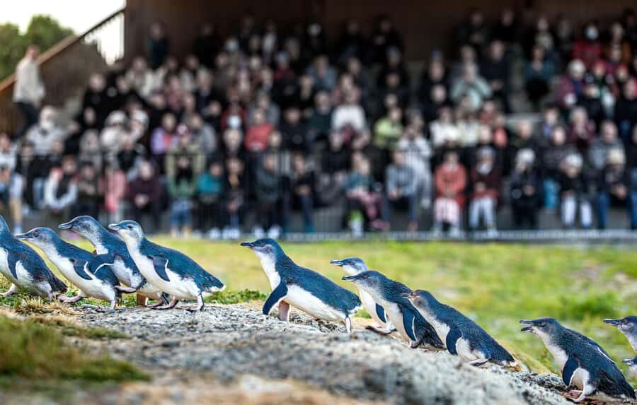 Oamaru: Penguins Evening Viewing Ticket - Key things that make this evening viewing special