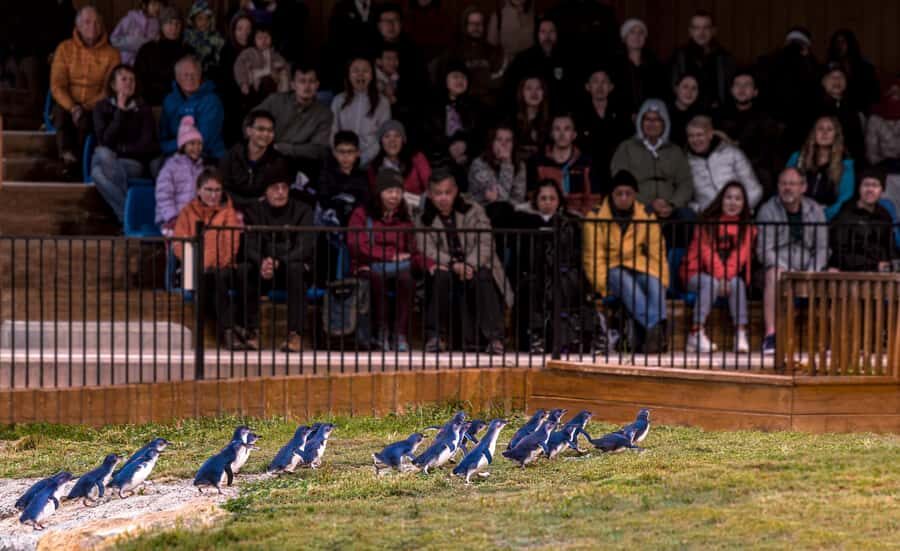 Oamaru: Penguins Evening Viewing Ticket - Finding Ōamaru’s Penguin Colony on Waterfront Rd