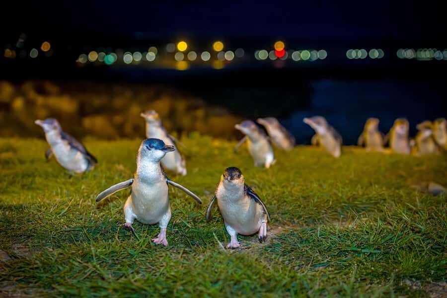 Oamaru: Penguins Evening Viewing Ticket - Check-in, seating, and what the guides manage during the show