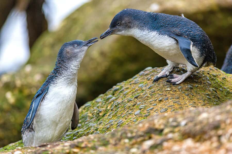 Oamaru: Penguins Evening Viewing Ticket - How close is close enough: general admission vs premium seating
