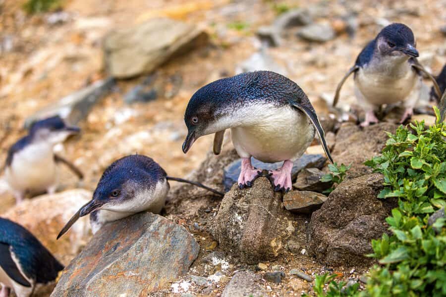 Oamaru: Penguins Evening Viewing Ticket - Is it worth $28 for 90 minutes of penguin watching?