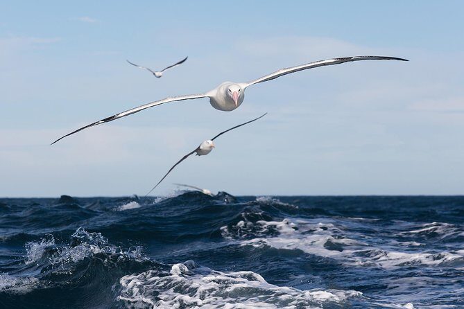 Otago Peninsula Wildlife Cruise with Monarch - Key things I’d mark on your map before you go