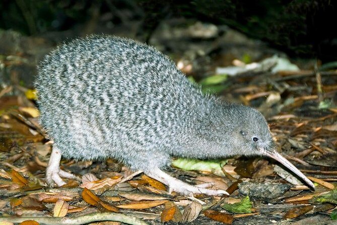 Overnight Experience Tour on Kapiti Island - Kapiti Island Overnight in a Few Key Points