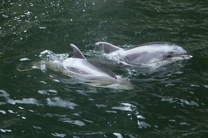 Premium Milford Sound Small Group Tour & Cruise from Queenstown - Hollyford River to Darran Mountains: Waterfalls, Kea Country, and the Homer Tunnel