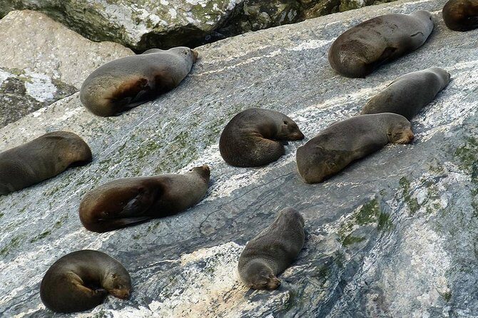 Premium Milford Sound Small Group Tour & Cruise from Queenstown - Price and Value vs DIY: When This Tour Makes Sense