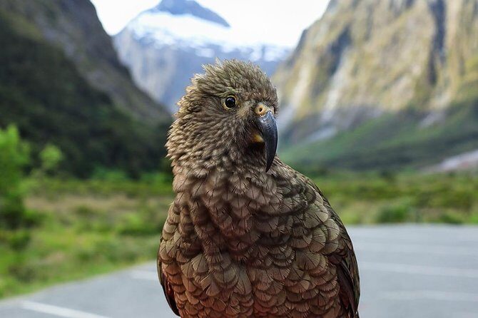 Premium Milford Sound Tour, Cruise & Lunch from Te Anau - Pops View Look Out and the Routeburn Track area: big views plus stories