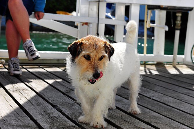 Queen Charlotte Sound Mail Boat Cruise - Wildlife, salmon farms, and the skipper stories that add meaning