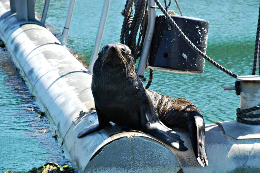 Queen Charlotte Sound Mail Boat Cruise from Picton - Dolphins, Seals, and Those Quick Wildlife Moments