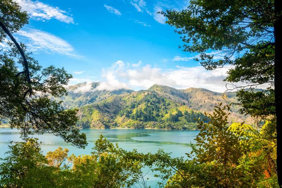 Queen Charlotte Track: Cruise & Self-Guided Hike from Picton - Queen Charlotte Sound Cruise from Picton: the relaxing start that actually matters