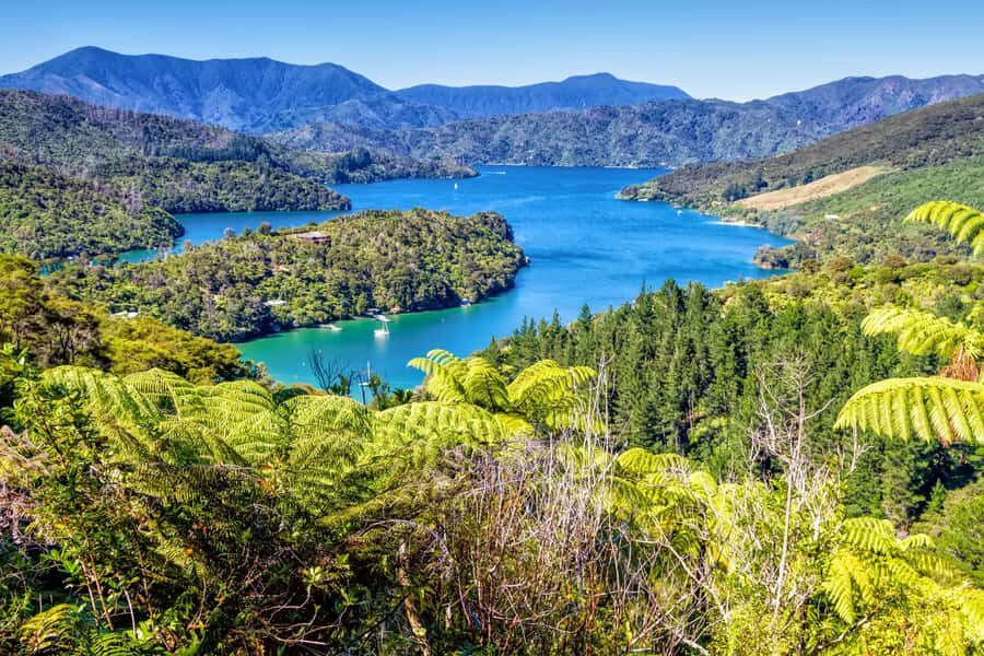 Queen Charlotte Track: Cruise & Self-Guided Hike from Picton - Furneaux Lodge to Punga Cove (12.7 km): a great middle option