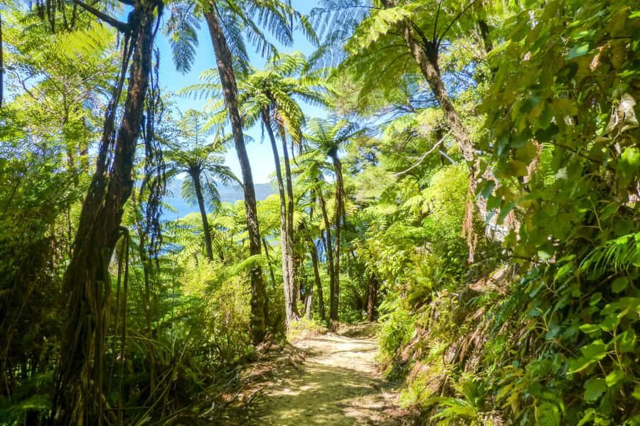 Queen Charlotte Track: Cruise & Self-Guided Hike from Picton - Is it good value at $66 per person?