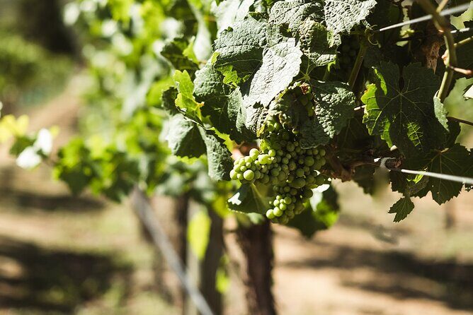 Queenstown: Afternoon Wine & Beer Tour with Platters - Guides make the day: small-group energy and real personality