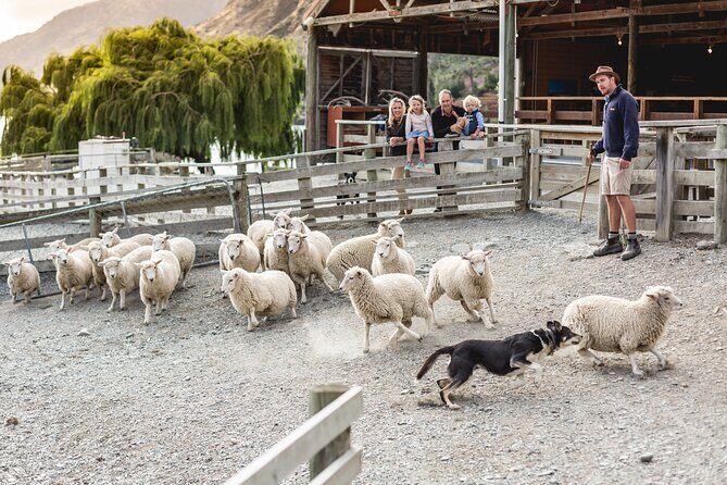 Queenstown Lake Cruise and Walter Peak Farm Adventure - The Return Cruise: Views, Photos, and a Relaxed Finish