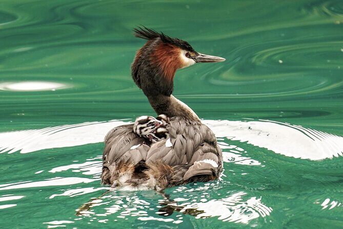Queenstown: Lake Wakatipu Scenic Cruise (90 Minutes) - Willow islands, birdlife, and the feel of a real lake trip