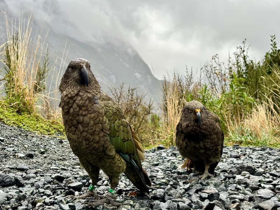 Queenstown: Milford Sound Small-Group Tour w Cruise & Lunch - Hollyford River and Kea Spotting: Small Wildlife Moments