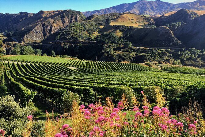 Queenstown Wine Tour - How much value you’re really getting for $61.44