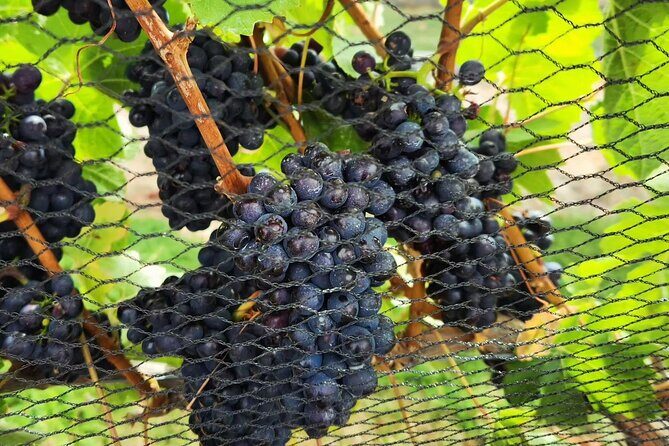 Queenstown Wine Tour - Small practical tips to make your day smoother