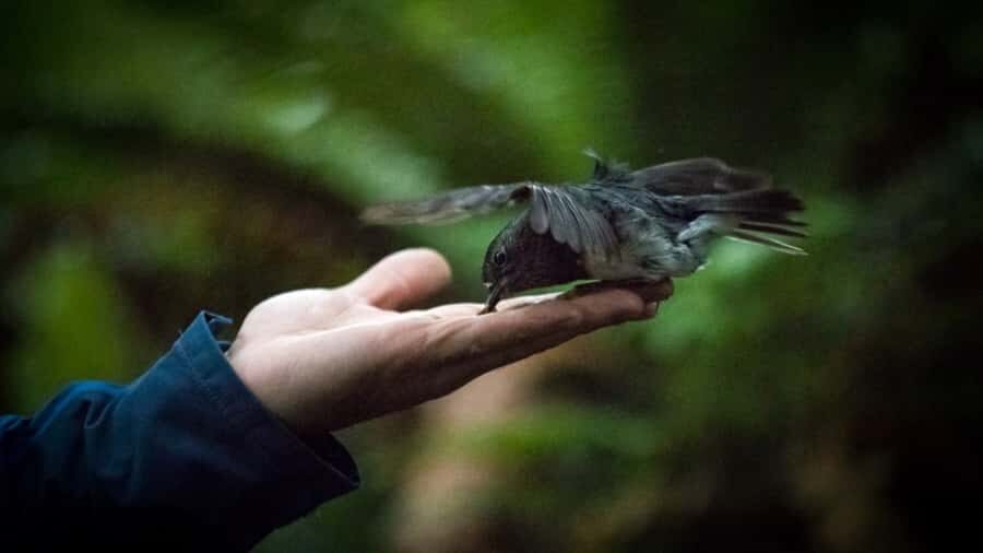 Rotorua: 6 Ziplines, Swing-Bridges & Wildlife Encounters - Safety is the main character here (and it shows)