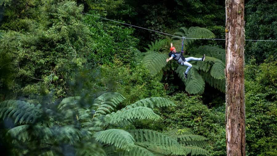 Rotorua: 6 Ziplines, Swing-Bridges & Wildlife Encounters - Swing bridges and treetop platforms: the scenic breaks you earn