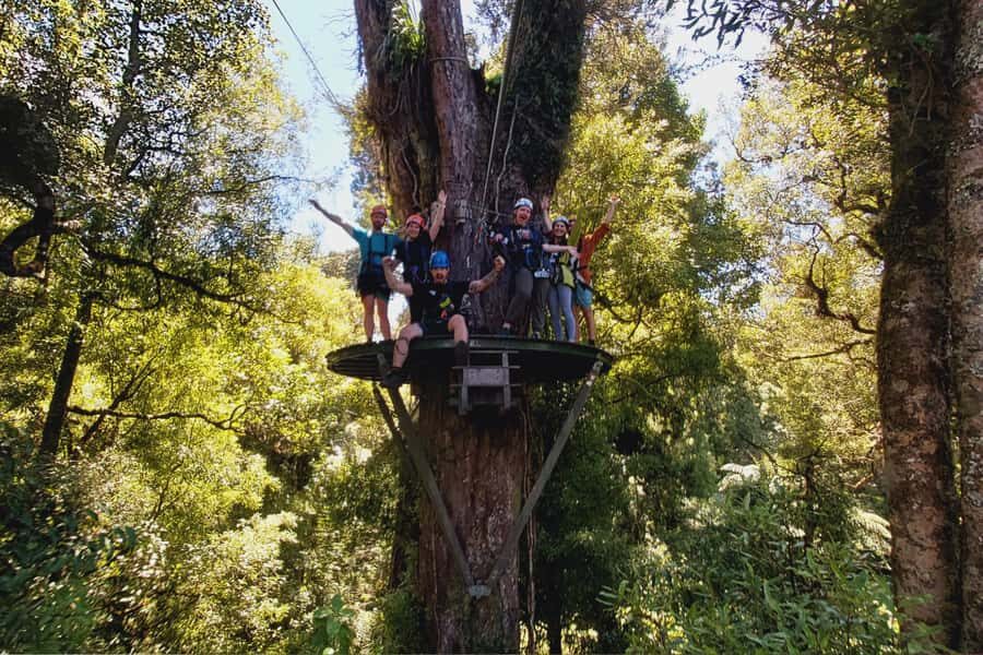 Rotorua: 6 Ziplines, Swing-Bridges & Wildlife Encounters - Wildlife encounters in Rotorua’s canopy (not just birds on a sign)