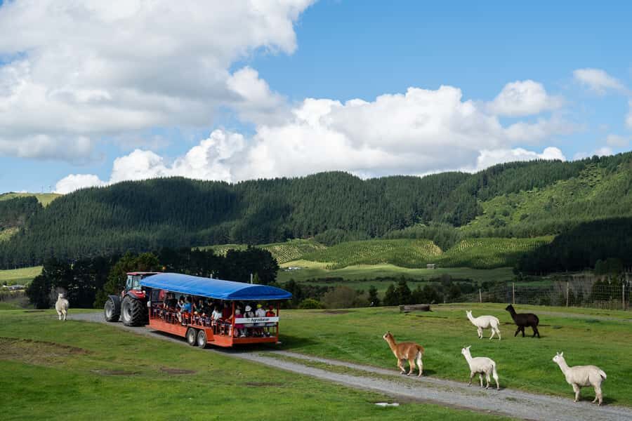 Rotorua: Authentic Kiwi Farm Experience at the Agrodome - Rotorua’s Agrodome: a working farm experience, not a staged menagerie