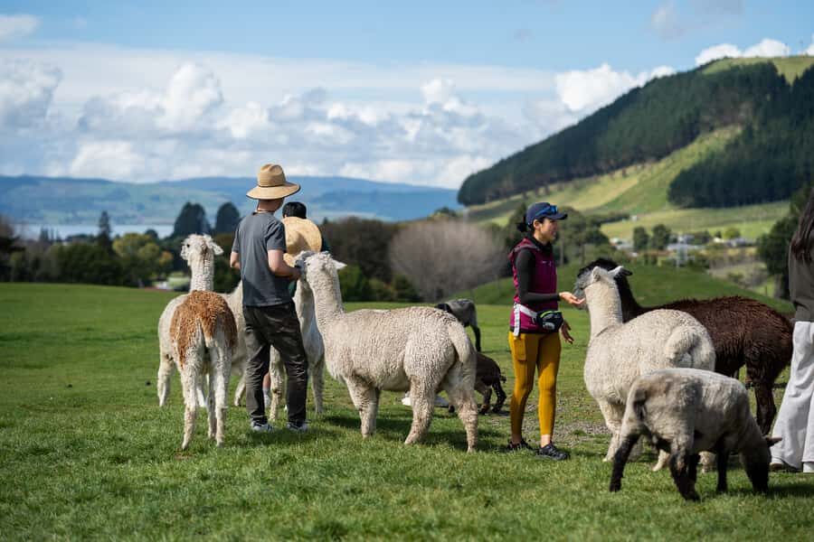 Rotorua: Authentic Kiwi Farm Experience at the Agrodome - The all-terrain Farm Tour: an orchard ride plus animal stops